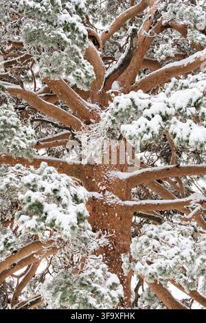 Snow covered branches of a majestic scots pine tree Stock Photo