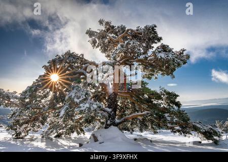 Majestic snow covered pine tree with sunburst Stock Photo