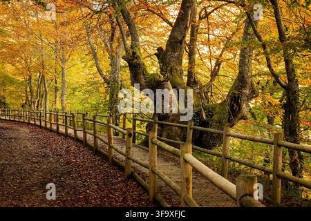 Wooden trail curving through a vibrant autumn forest Stock Photo