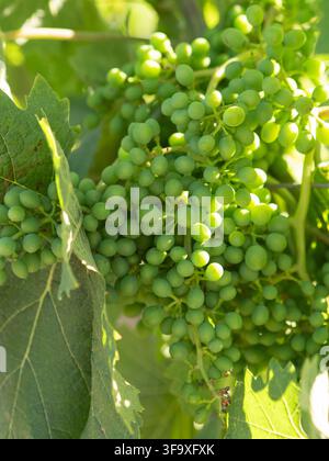 Unripe green grapes growing on a vine in the sun Stock Photo