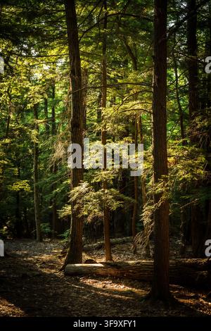 Golden sunlight streaming through tall forest trees Stock Photo