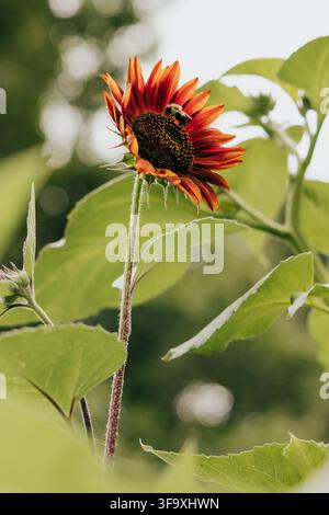 Bumblebee collecting pollen on a red sunflower Stock Photo