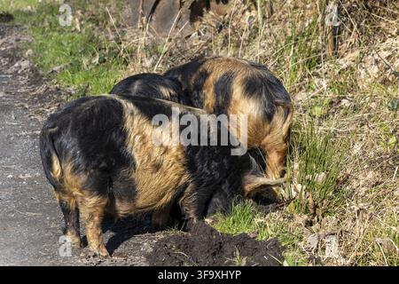 Kune kune pigs eating fresh grass Stock Photo