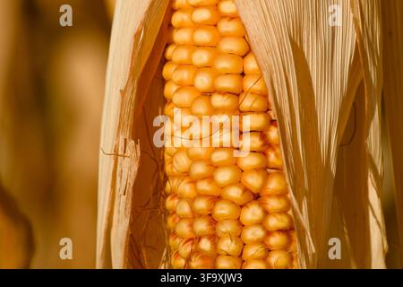 Ripe golden corn cob with rows of yellow kernels, surrounded by dry corn leaves and warm natural light. Stock Photo