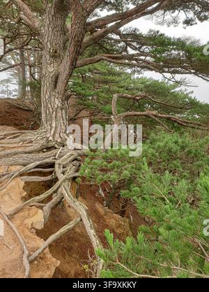 Mogilnye Pine Tree with large exposed roots growing on an eroded coastal slope of Cape Gamov on the Gamov Peninsula, Primorsky Krai, Russia. Stock Photo