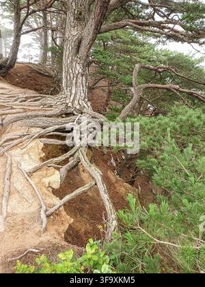 Large pine tree with extensive exposed roots growing on an eroded coastal slope. The weathered roots, sandy soil and surrounding pine forest. Stock Photo