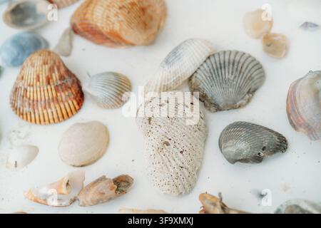 Assorted seashells from the beach on a white background Stock Photo