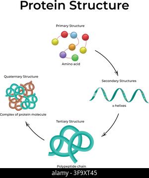 Protein Structure Showing Primary Secondary Tertiary and Quaternary Levels of Organization Stock Vector