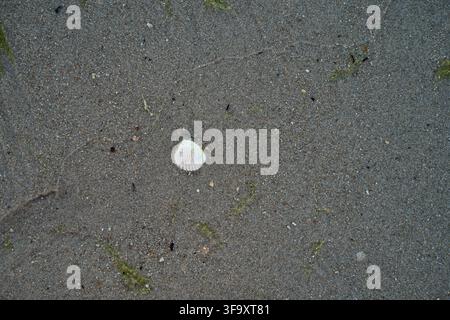 Small seashells scattered on wet sandy beach near the sea, natural summer coastal background. Stock Photo