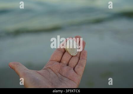 Small seashells scattered on wet sandy beach near the sea, natural summer coastal background. Stock Photo