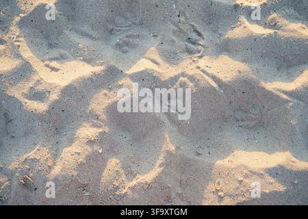 Small seashells scattered on wet sandy beach near the sea, natural summer coastal background. Stock Photo