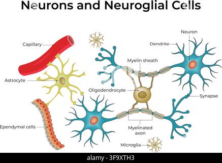 Diagram of Neurons and Neuroglial Cells Showing Astrocytes, Microglia, and Oligodendrocytes. Stock Vector