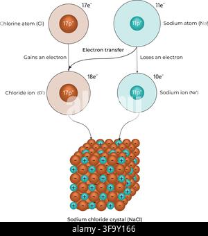 Electron Transfer Between Sodium and Chlorine Forming Sodium Chloride Crystal Stock Vector