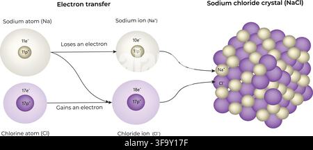 Electron Transfer Between Sodium and Chlorine Forming Sodium Chloride Crystal Stock Vector