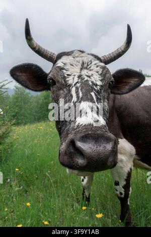 Close-up portrait of a horned black and white cow standing in a wildflower meadow in the Carpathians, Ukraine Stock Photo