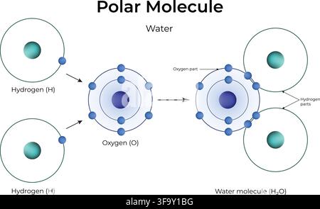 Polar Molecule Water Structure Showing Covalent Bonding and Unequal Electron Sharing Stock Vector