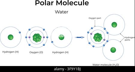 Polar Molecule Water Structure Showing Covalent Bonding and Unequal Electron Sharing Stock Vector