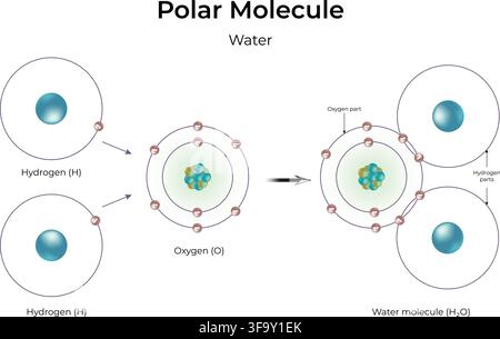 Polar Molecule Water Structure Showing Covalent Bonding and Unequal Electron Sharing Stock Vector