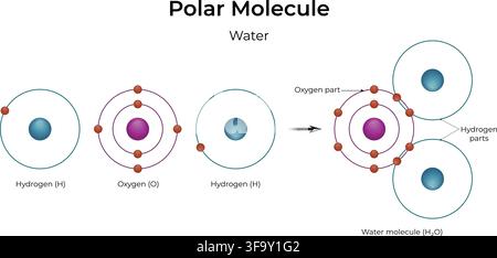 Polar Molecule Water Structure Showing Covalent Bonding and Unequal Electron Sharing Stock Vector
