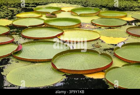 Giant water lily leaves floating on a pond with their large round shapes and raised edges visible Stock Photo