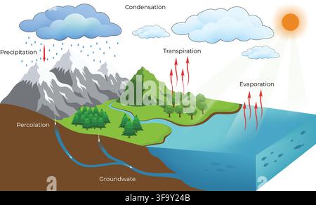 Water Cycle Diagram Showing Evaporation Condensation Precipitation Transpiration and Groundwater Stock Vector