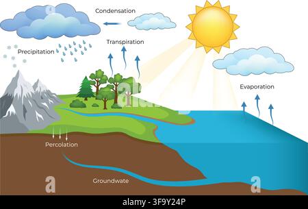 Water Cycle Diagram Showing Evaporation Condensation Precipitation Transpiration and Groundwater Stock Vector