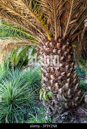 Canary Island date palm with a textured trunk and lush green fronds in a tropical garden setting Stock Photo