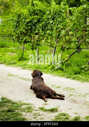Chocolate Labrador retriever lying on a path, illustrating an inviting and peaceful harvest season moment in Austrian vineyards. Stock Photo