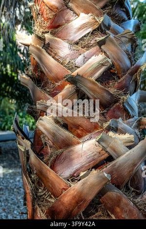 Close up of a palm tree trunk covered in layered fibrous leaf bases in a tropical garden Stock Photo