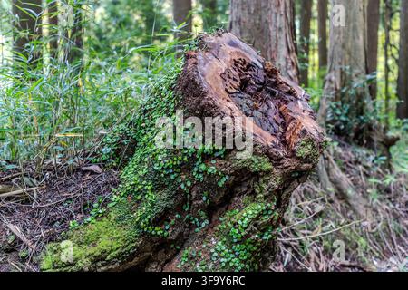 Moss and small plants cover a fallen tree stump in the forest along the Sukumogawa Nature Trail near Hakone, Kanagawa Prefecture, Japan. Stock Photo