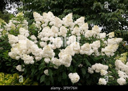 White Hydrangea paniculata, panicled hydrangea ‘Vanille Fraise’ in flower. Stock Photo