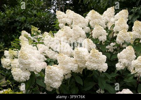 White Hydrangea paniculata, panicled hydrangea ‘Vanille Fraise’ in flower. Stock Photo