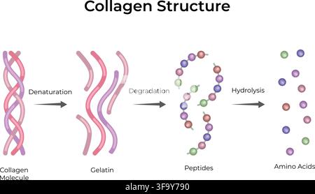 Collagen Structure and Breakdown into Gelatin Peptides and Amino Acids Stock Vector