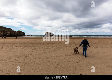 Perranporth, Cornwall, UK, England, Perranporth Beach with a person walking a small brown dog in the foreground. Waves break against rocky formations Stock Photo