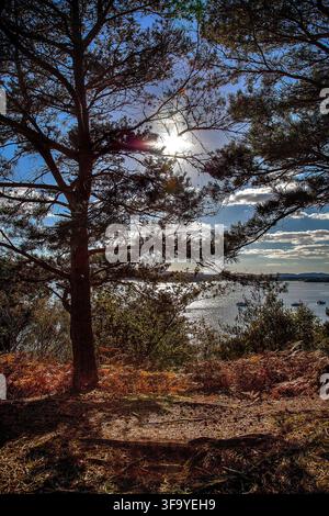 Sunlight filtering through pine trees overlooking Poole Harbour from Brownsea Island Dorset UK Stock Photo