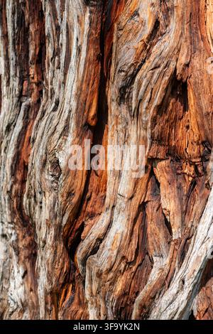 Close-Up Full Frame of Fissured Reddish Brown Bark Texture on an Ancient Giant Sequoia Tree Stock Photo