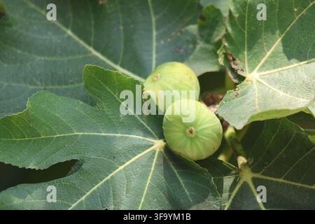 Unripe Green Figs Growing on Tree Branch with Broad Leaves Stock Photo