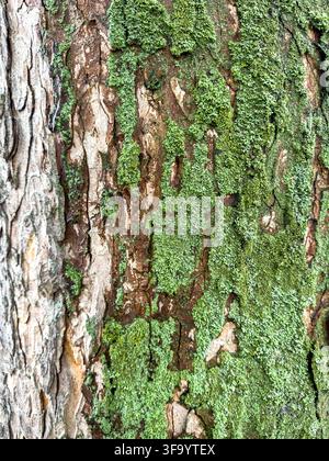 Old tree bark covered with green moss Stock Photo