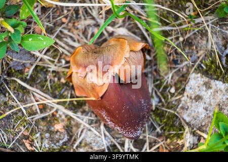 Close-up of a fallen dry baby coconut resting on the ground with green foliage and some pebbles Stock Photo