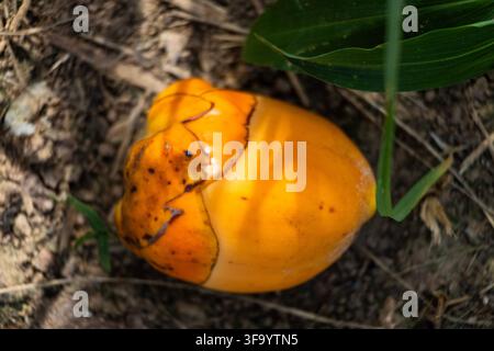 Close-up of a fallen yellow baby coconut resting on the ground with green foliage and some pebbles Stock Photo