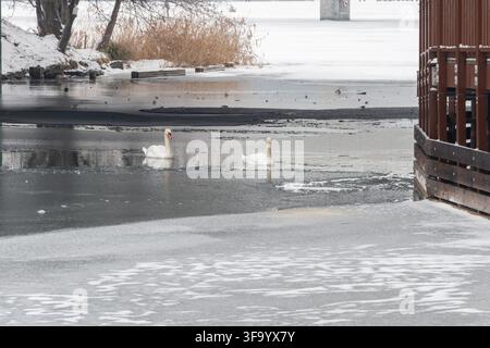 Two white swans swim in open water surrounded by ice and snow on a winter lakeshore. Stock Photo