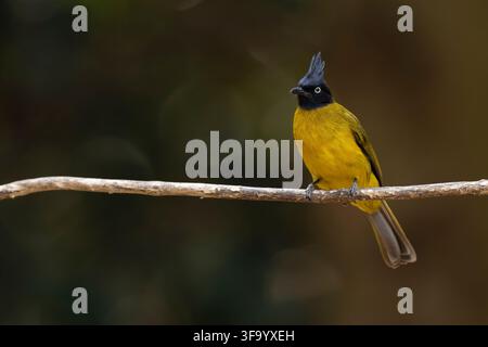 Black-crested bulbul Rubigula flaviventris, adult perched on branch, Kaeng Krachan, Phetchaburi, Thailand, March Stock Photo