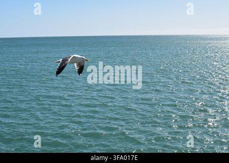 Seagull flying over the blue Pacific Ocean off the California coast, USA, with open water and copy space on a sunny day. Stock Photo
