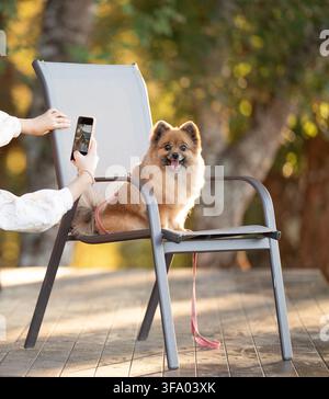 A healthy senior Pomeranian enjoying a sunny day outdoors in a garden. Stock Photo