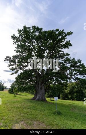 Tamme-Lauri oak, a monumental old common oak growing in a grassy landscape near Urvaste in southern Estonia. Stock Photo