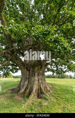 Massive ancient trunk and spreading branches of the Tamme-Lauri oak photographed from close range in southern Estonia. Stock Photo
