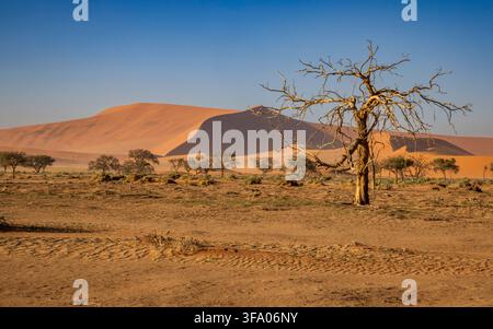 A Dead tree at Sossusvlei in the Namib Naukluft National Park, Namibia, Africa Stock Photo