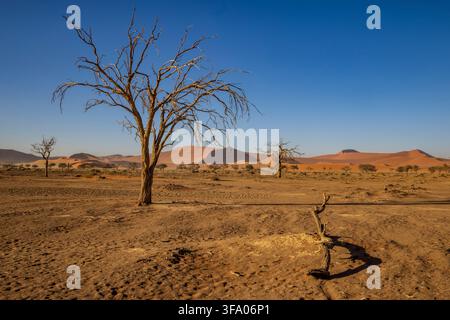 Dead trees at Sossusvlei in the Namib Naukluft National Park, Namibia, Africa Stock Photo