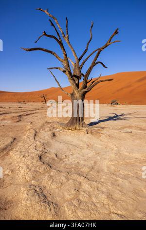 A dead tree at Deadvlei, Namib Naukluft National Park, Namibia, Africa Stock Photo