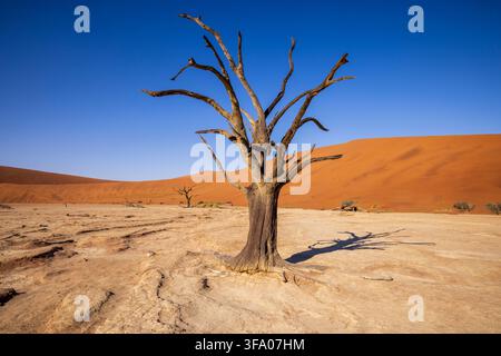 A dead tree at Deadvlei, Namib Naukluft National Park, Namibia, Africa Stock Photo